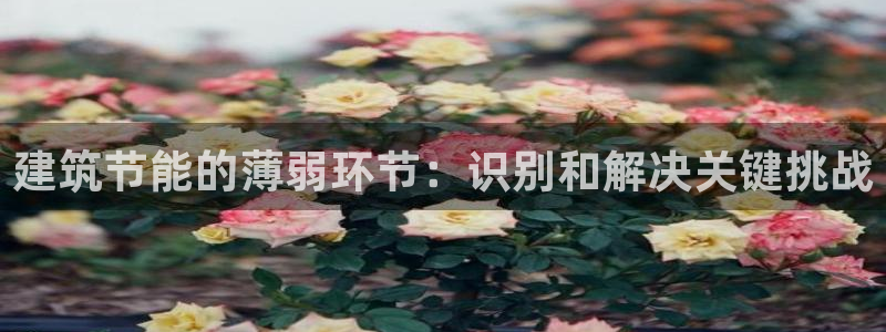 e尊国际-可可计划